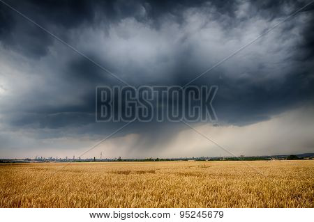 Huge Thundercloud Over A Wheat Field