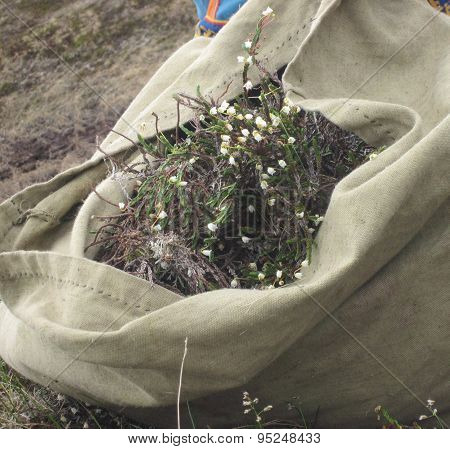 Collecting medicinal herbs in the tundra.