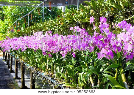 Blooming Gorgeous Garden Of Orchids In A Greenhouse