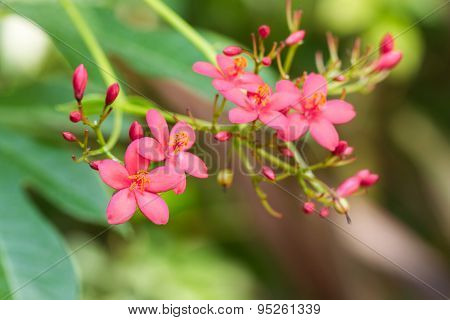 Egyptian Star Cluster Flowers Or Pentas Lanceolata In A Garden.