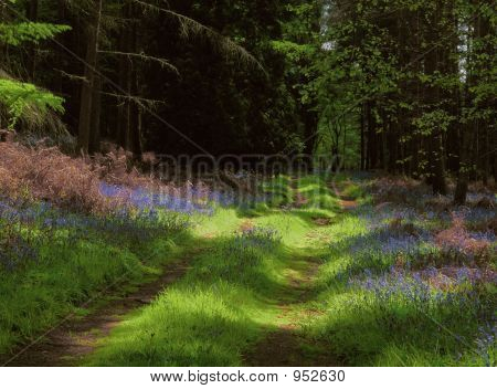 Hertsbridlewaydmh01