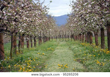 Picture of a Apple tree in blossom. Fruit orchard.