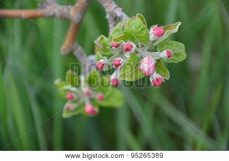 Picture of a Apple tree in blossom. Fruit orchard.