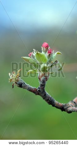 Picture of a Apple tree in blossom. Fruit orchard.