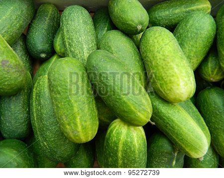 Cucumber