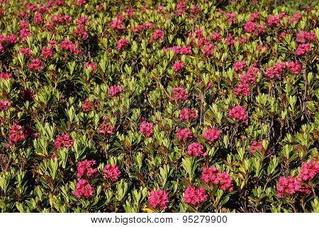 Alpenrosen
