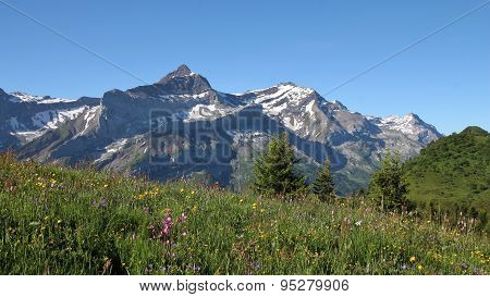 Meadow With Wildflowers And Oldenhorn