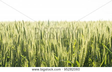 Field Sown Cereals - Wheat