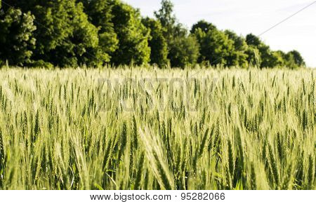 Field Sown Cereals - Wheat