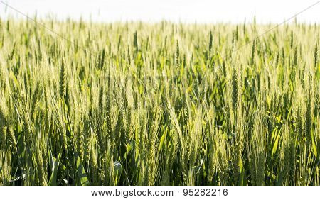 Field Sown Cereals - Wheat