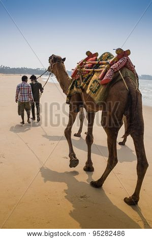 Indian cameleer - camel driver with camels