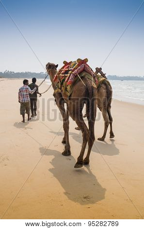 Indian cameleer - camel driver with camels