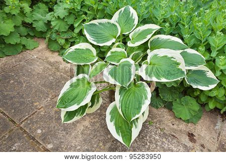 Hosta Planter Against A Green Foliage Background