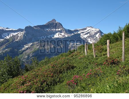 Oldenhorn And Meadow With Alpenrosen