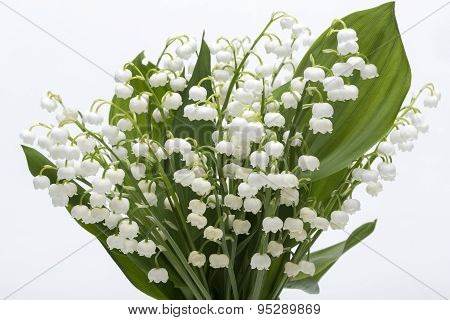 Lily of the Valley (Convallaria Majalis) isolated on white