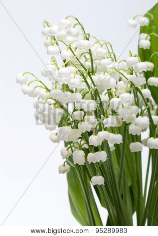 Lily of the Valley (Convallaria Majalis) isolated on white