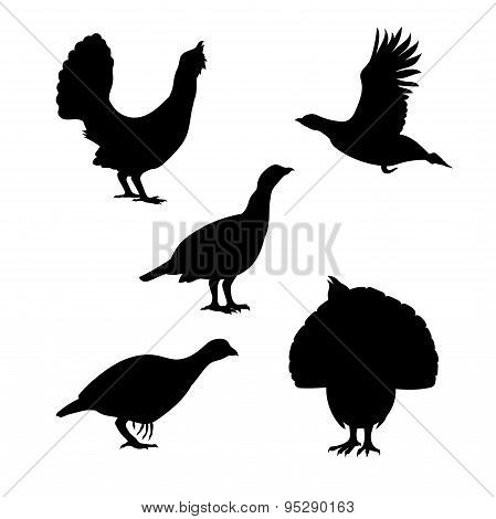 Vector silhouettes of a capercaillie.
