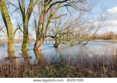 Bare Trees In The Floodplain Lakes