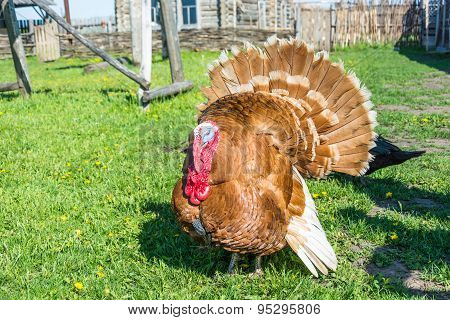 The Gobbler.