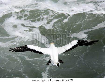 Gannet im Flug