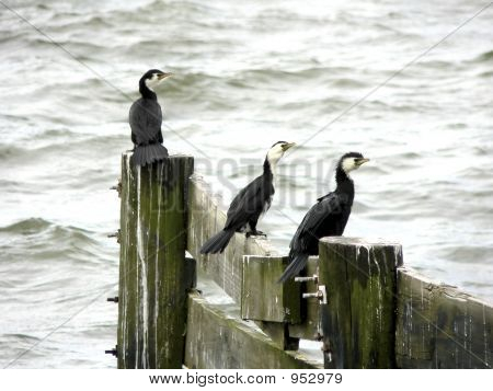 3 Shags