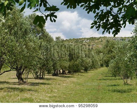 Olive trees in spring