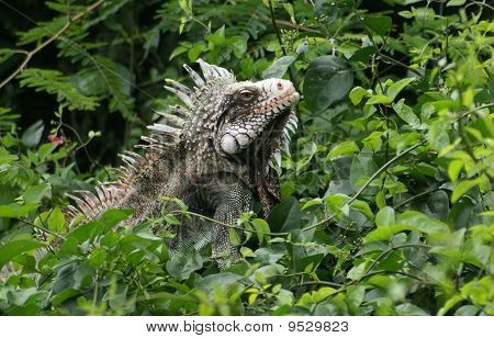 Iguana เซนต์มาร์เท่น