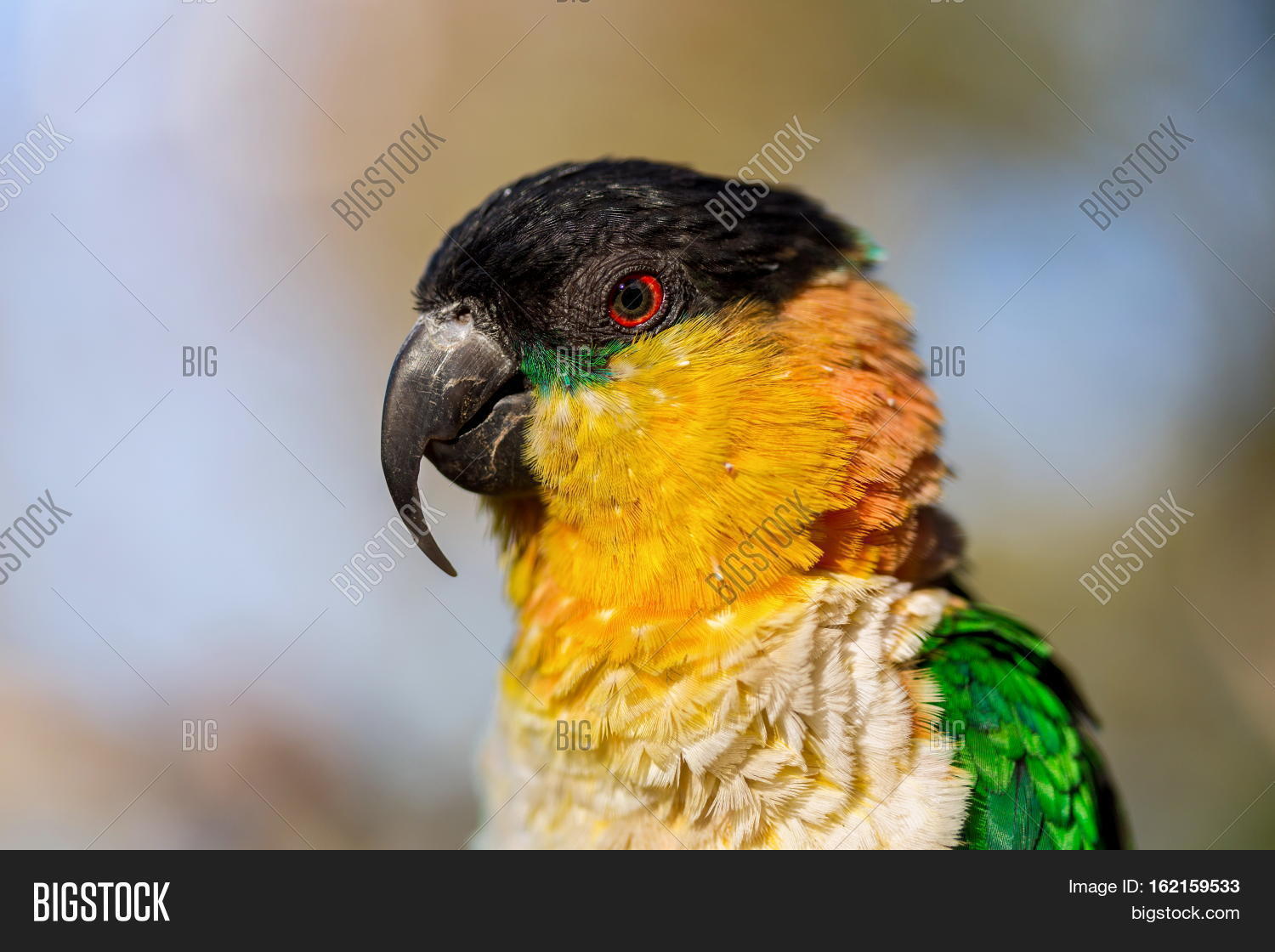 Caiques Species Image & Photo (Free Trial) | Bigstock