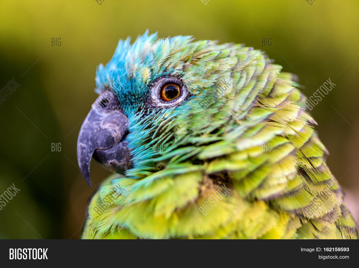 Bluefronted Amazon, Image & Photo (Free Trial) Bigstock