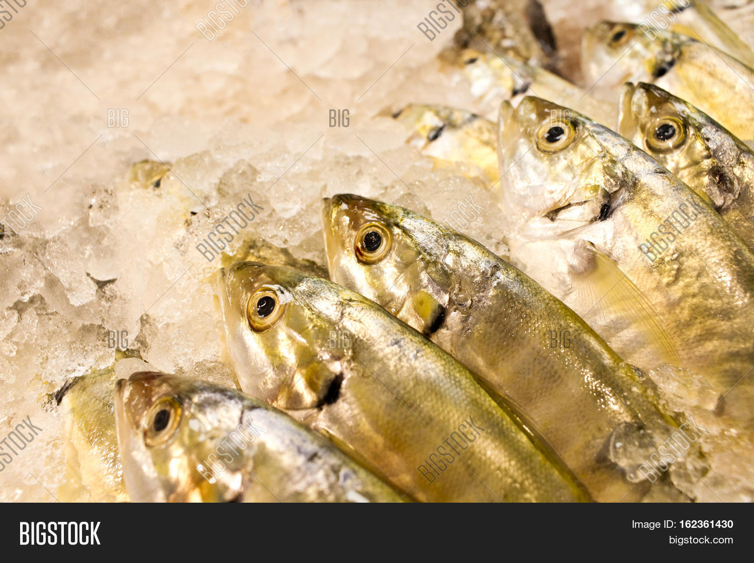 Freshly Catch Fish Image & Photo (Free Trial) Bigstock