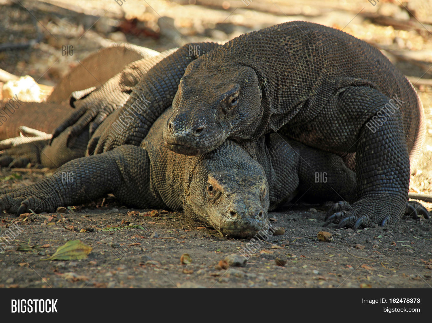 Mating Komodo Dragons (Varanus Komodoensis). 