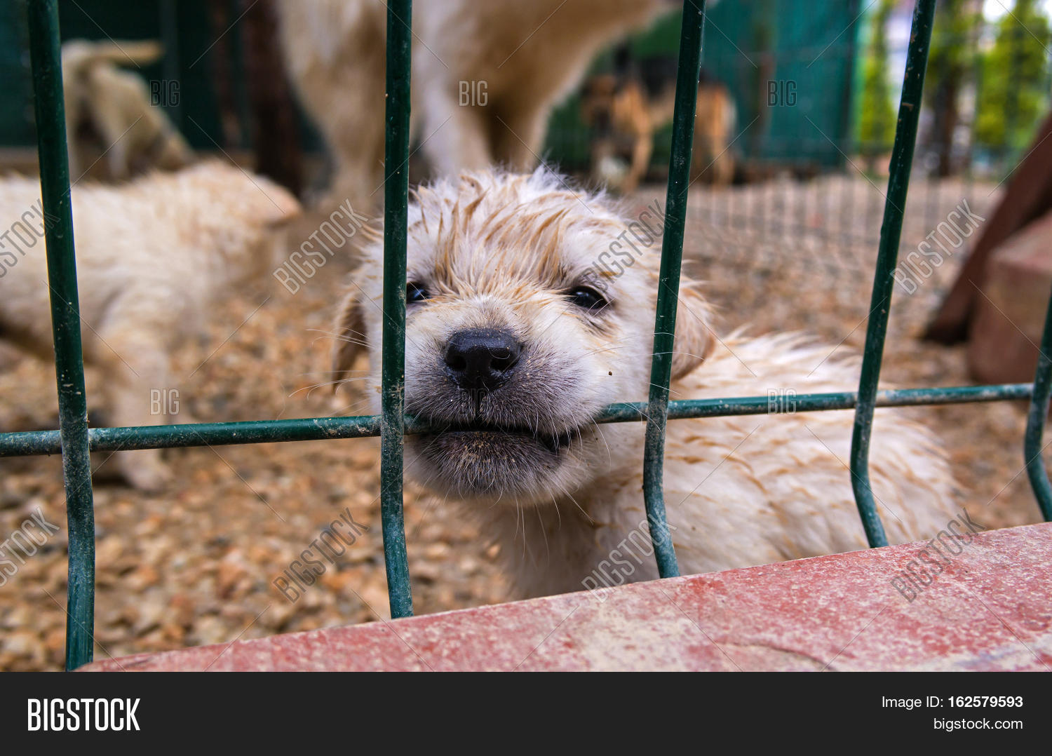 Puppy Cage. Puppy Image & Photo (Free Trial) Bigstock
