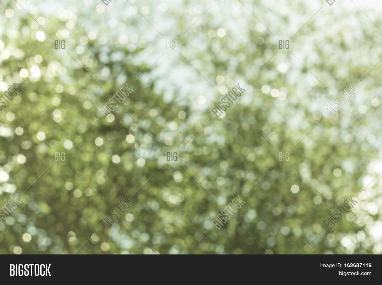 Blurred Tree Image & Photo (Free Trial) | Bigstock