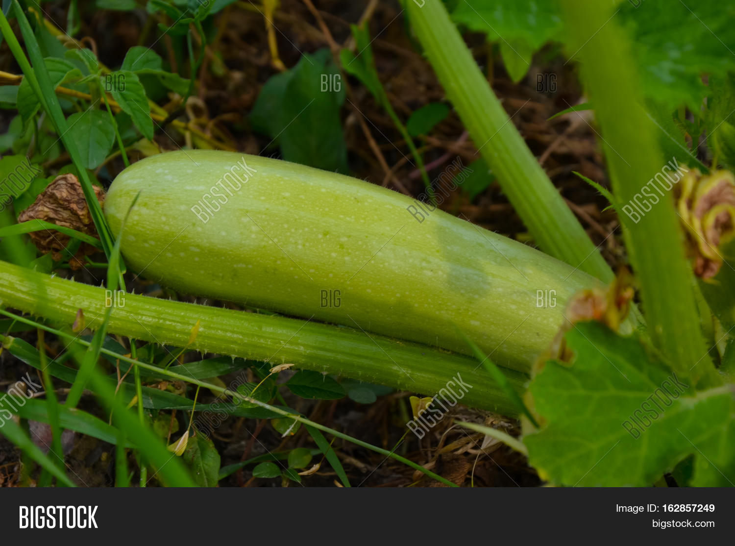 Green Squash Ripening Image & Photo (Free Trial) Bigstock