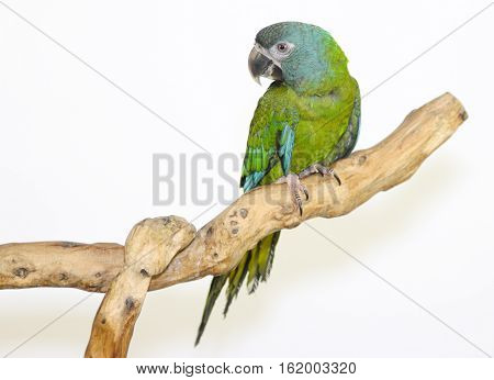 Colorful parrot landed on branch isolated on white Blue-headed macaw
