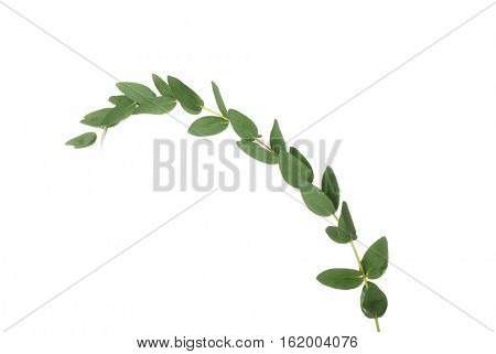 Green eucalyptus branch on white background