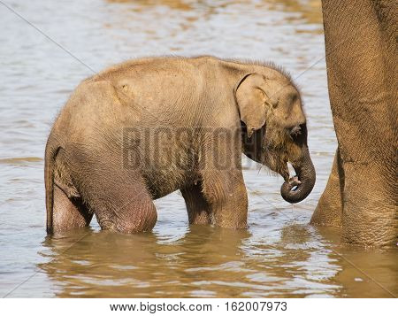 Baby of asian elephant bathing in river