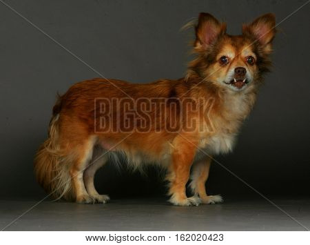 Mixed dog on studio with grey background