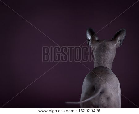 Mexican hairless dog backwards with purple background