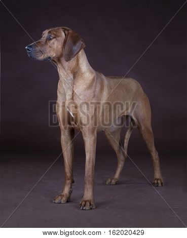 Brown rhodesian ridgeback dog portraitin the studio
