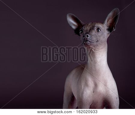 Mexican hairless dog portrait in the studio