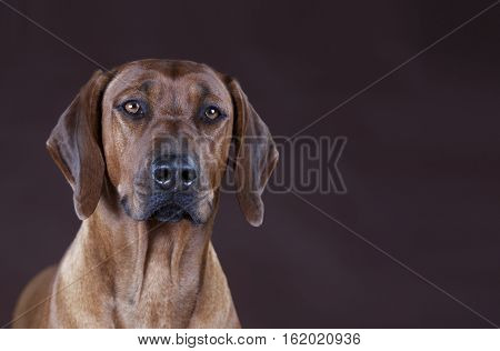 Brown rhodesian ridgeback portrait in the studio