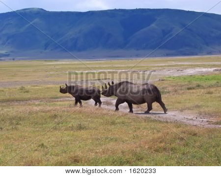Rhinocero Mother And Her Baby In The Wild African Savanna, Ngorongoro Park, Tanzania