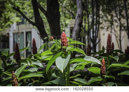 Indian Head Ginger flowersCostus Speciosus in the garden.