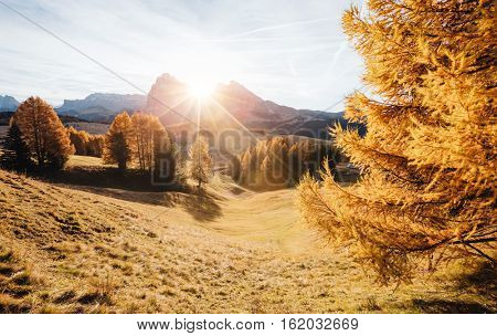 Lovely yellow larches in sunlight. Magical and gorgeous scene. Location place Dolomiti, Compaccio village, Seiser Alm or Alpe di Siusi, Province of Bolzano - South Tyrol, Italy, Europe. Beauty world.