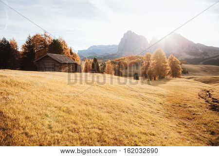 Lovely yellow larches in sunlight. Unique and gorgeous scene. Location place Dolomiti, Compaccio village, Seiser Alm or Alpe di Siusi, Province of Bolzano - South Tyrol, Italy, Europe. Beauty world.