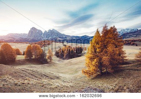 Lovely yellow larches in sunlight. Unique and gorgeous scene. Location place Dolomiti, Compaccio village, Seiser Alm or Alpe di Siusi, Province of Bolzano - South Tyrol, Italy, Europe. Beauty world.
