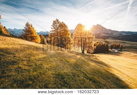 Lovely yellow larches in sunlight. Magical and gorgeous scene. Location place Dolomiti, Compaccio village, Seiser Alm or Alpe di Siusi, Province of Bolzano - South Tyrol, Italy, Europe. Beauty world.