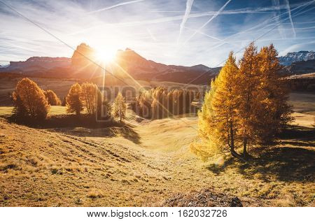 Lovely yellow larches in sunlight. Magical and gorgeous scene. Location place Dolomiti, Compaccio village, Seiser Alm or Alpe di Siusi, Province of Bolzano - South Tyrol, Italy, Europe. Beauty world.