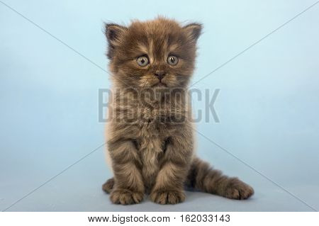 Potrait of cute Mainecoon kitten in studio